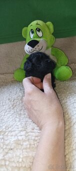 Pudel Pudlík toy - 4