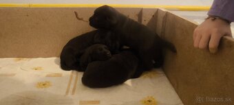 Šteniatka Labrador čokoládový - 4