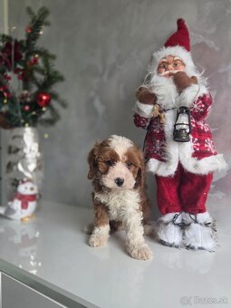 Cavapoo - 4
