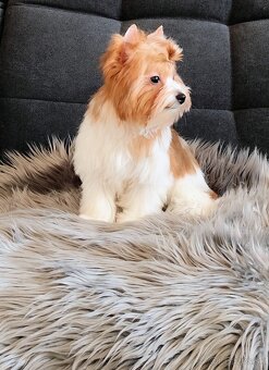 Yorkshire terrier - 4