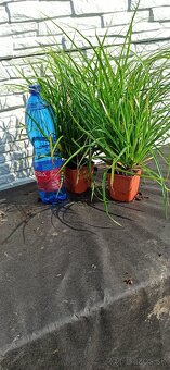 Stálezelená tráva - Carex IRISH GREEN - 4