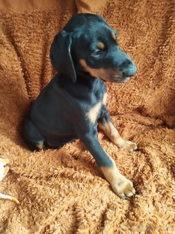 Doberman - 4