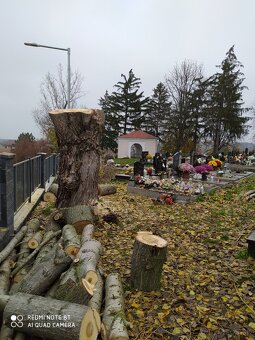 Výrub stromov - 4