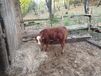 Predám kravu aj s telatom - 4