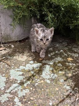 Darujem mačiatka - 4