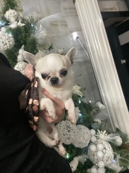 Čivava , mini čevava , civava , , mini čivavy , - 4