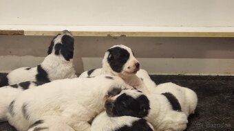 Stredoázijský ovčiak - šteniatka s PP - 4