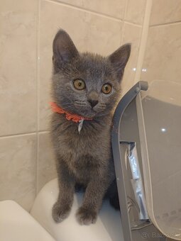 Vymazlený kocourek kartouzská kočka, chartreux - 4