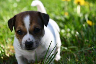 Jack Russell Terrier stenatka s PP - 4