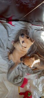Staford/ridgeback/vlciak/border kolia krat. - 4