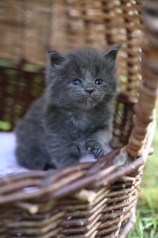 Mainská mývalia - maine coon - MCO - mačička POLLY - 4