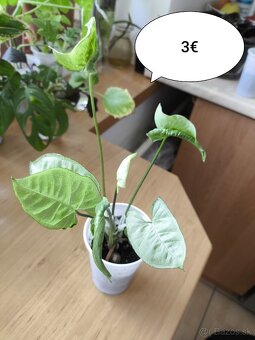Izbové rastliny ll. - 4