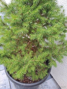 Smrek biely, 160cm a 70cm - 4