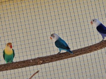 Agapornis fisher - 4