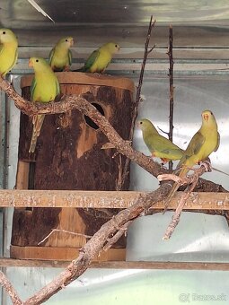Baraband škorica, princ lutino albino - 4