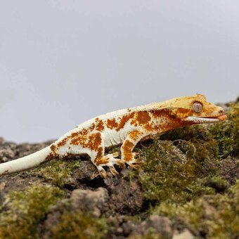 Pagekón riasnatý z chovu GeckoSVK - 4