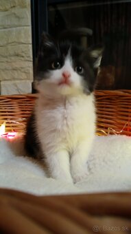 Britské mačiatka - britská modrá, modrý bicolor, čierny bic. - 4