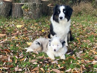 Miniatúrny americký ovčiak s PP - 4