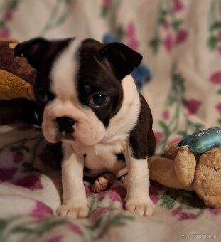 Boston,Bostonský teriér,Boston Terrier s PP - 4