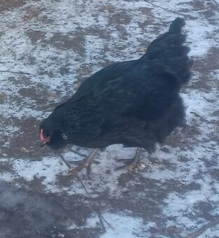 Mládky a kohút - 4