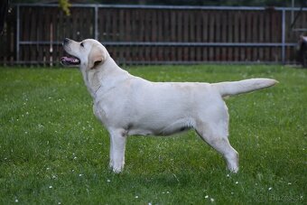 Labrador s PP - 4
