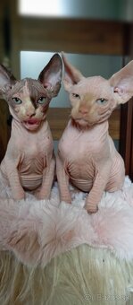 Kanadský sphynx mačiatka - 4