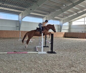 Šikovný mladý valach ČT - 4