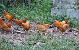 Oravka zdrobnelá - 4