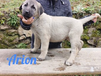 Kangal šteniatka s PP - 4