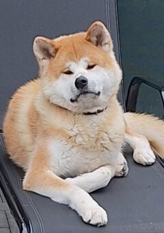 Akita Inu - 4