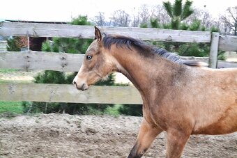 Quarter horse hřebeček - 4