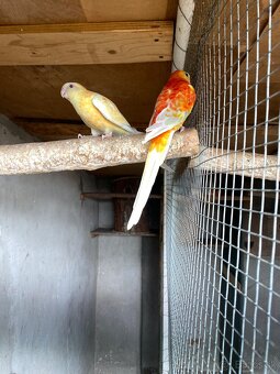 Papagaj spevavy orange - 4