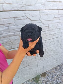 Cane Corso - 4