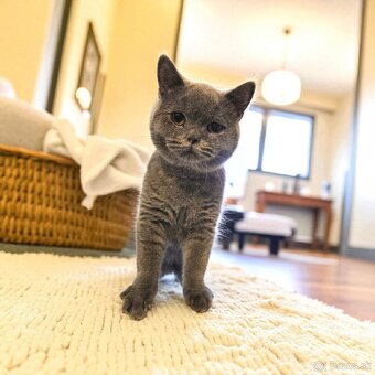 Britska macka s PP - 4