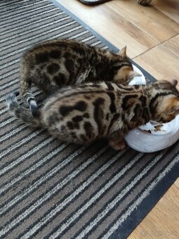 bengal bengalska macka bengalske maciatka - 4