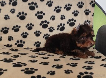 Yorkshire terrier - 4