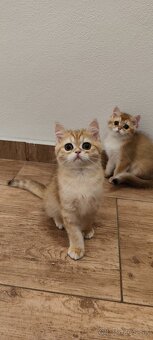 Britské mačiatka - 4