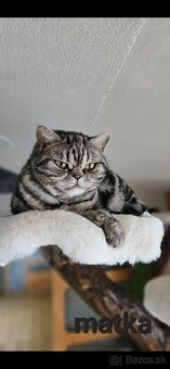 Britské mačiatka whiskas s PP - 4