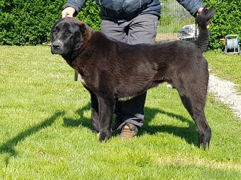 Stredoázijský ovčiak_1 - 4