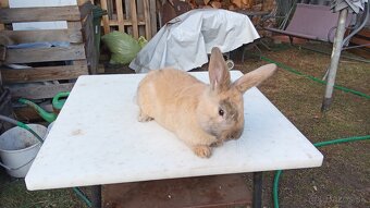 Predám králiky samce - 4