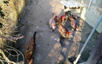 Vlaska porcelanova NV - 4