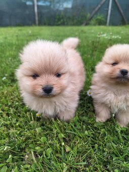 Pomeranian,pomerian špic - 4