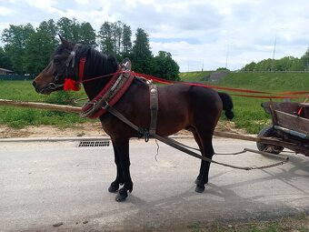 Predam hucuła zrebca 137 cm - 4
