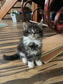 Na predaj mačiatko Maine Coon – mačička bez PP - 4