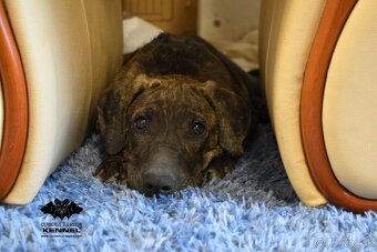 Raritné šteniatko - Uruguajský Cimarron s PP - 4