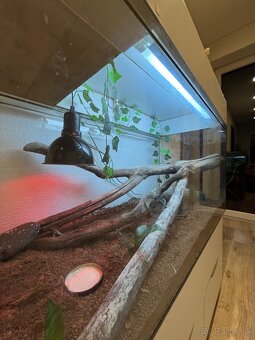 Ručne robená teraristická zostava / Terárium - 4