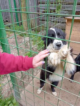 Na predaj: 2 šteniatka (kríženec Slovenský čuvač x Husky) - 4