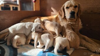 Zlatý retriever - 4