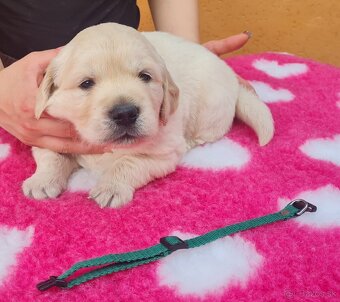 Zlatý retriever - šteniatka s PP, poslední 2 chlapci voľní - 4