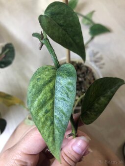 epipremnum pinnatum mint - 4